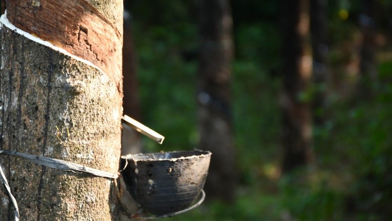 Malaysian Rubber Wood, and why is it a good choice for bathrooms ...